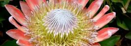 Protea flower - natioanl flower of South Africa